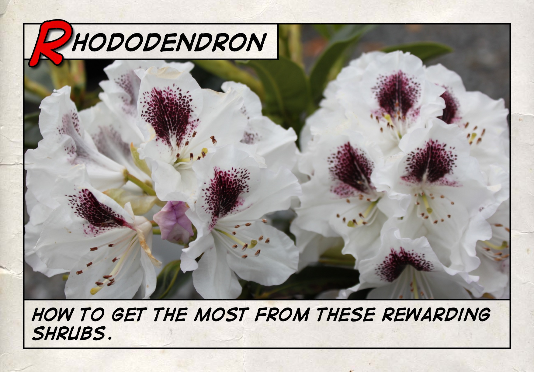 Rhododendron growing guide