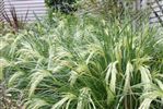 Grasses and Flaxes