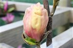 Magnolia hybird 