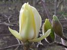 Magnolia hybrid 