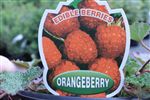 Orangeberry