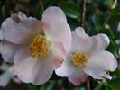 Camellia hybrid 