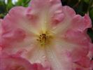 Rhododendron 