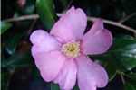 Camellia sasanqua 