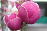 Magnolia hybrid 