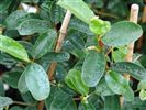 Michelia yunnanensis 
