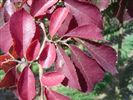 Ulmus parvifolia 