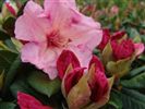 Rhododendron 