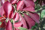 Ulmus parvifolia 
