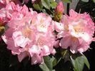 Rhododendron 