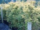 Podocarpus totara Aurea (Golden Totara) 