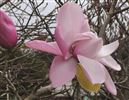 Magnolia sprengeri 