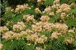 Albizia julibrissin (Silk Tree)