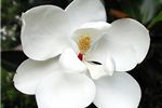 Magnolia grandiflora Little Gem
