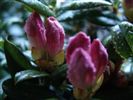 Rhododendron 