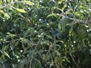 Pyrus salicifolia 