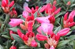 Rhododendron 