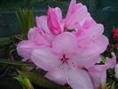 Rhododendron 