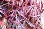 Acer palmatum dissectum 