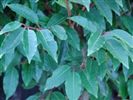  Prunus lusitanica  