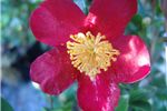 Camellia sasanqua 