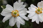 Anemone White