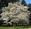 Cornus florida (North American Dogwood)