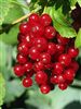Ribes (Black Currant and Red Currant) 