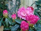 Rhododendron 