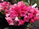 Rhododendron 