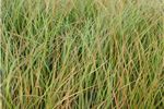 Anemanthele lessoniana (Wind, Gossamer or Bamboo grass)