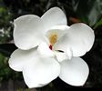 Magnolia grandiflora Little Gem